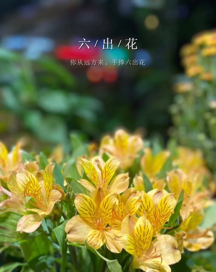 百合题材的手游_百合游戏 手机版_百合版手机游戏大全